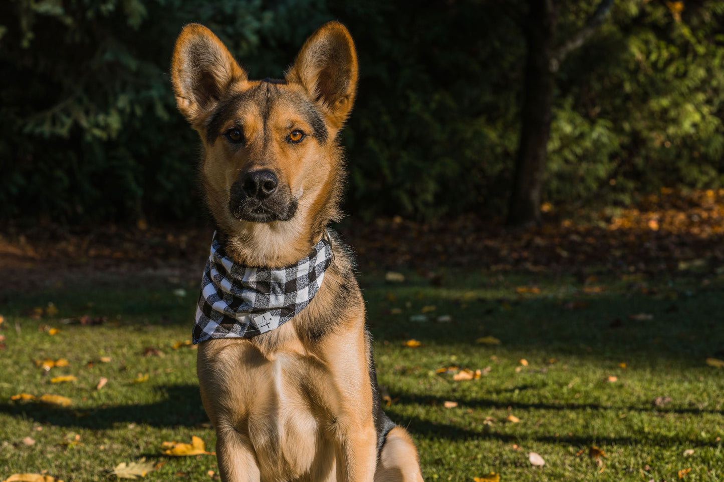 Adventure Awaits Reversible Dog Bandana