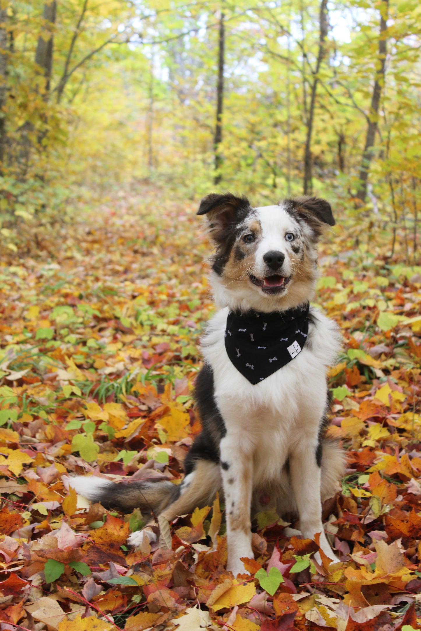 Pawsitivity Reversible Dog Bandana