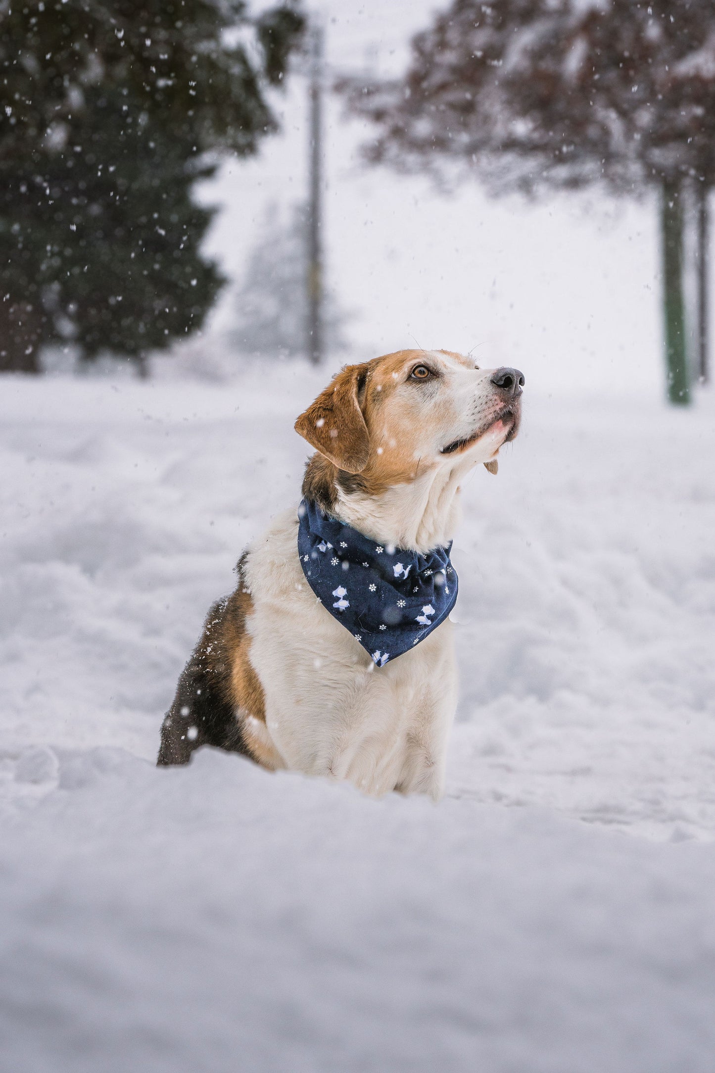 Winter Wonderland Reversible Dog Bandana
